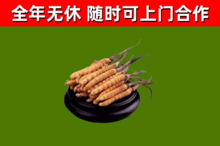 屯留回收散虫草